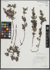Foto von Salix repens subsp. repens L.